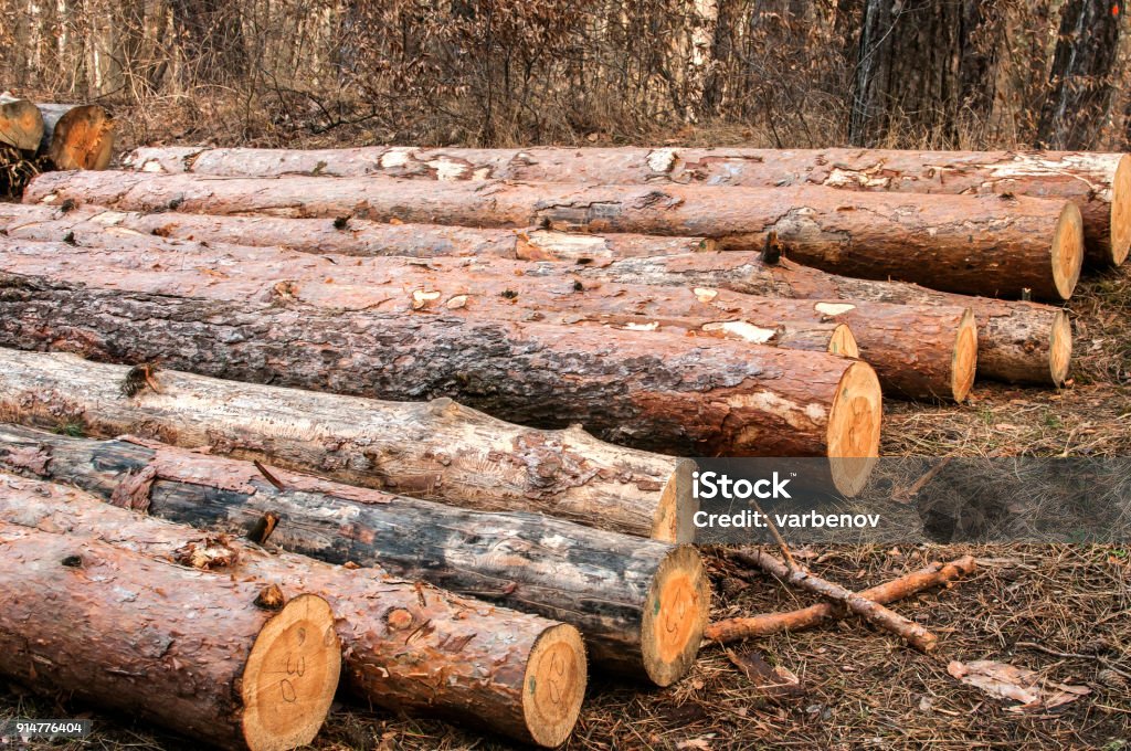 Tree Log Style Cut And Stacked Pine Tree Logs Stock Photo - Download Image Now - Brown ...
