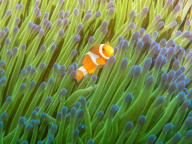 istock Anemone fish with Sea Anemone 914776984