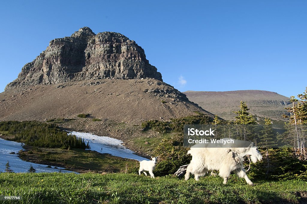 Снежная коза и детей. Монтана - Стоковые фото Монтана роялти-фри