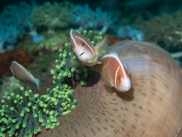 istock Anemone fish with Sea Anemone 914779706