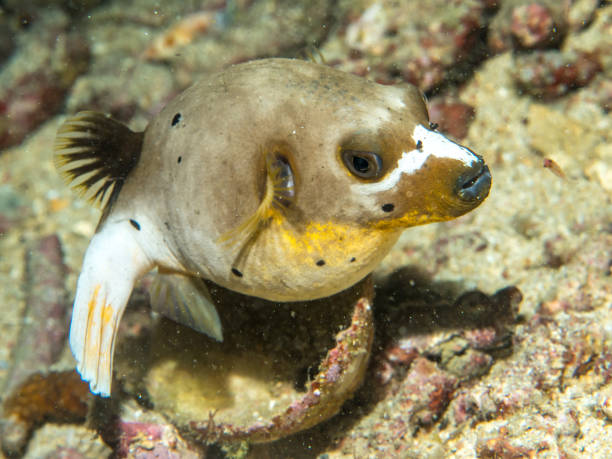 istock Blowfish swimming at underwater 914782824