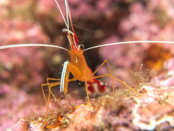 istock Shrimp on the Coral 914783180