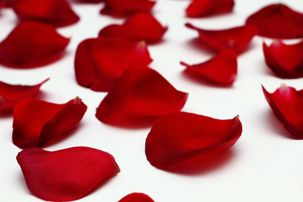 istock Petals of a red bright rose on a white background 914783992