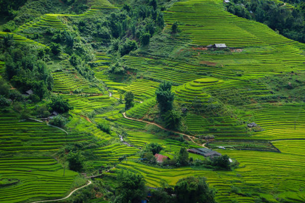 istock Rice terrace in Sapa, Vietnam 914784458