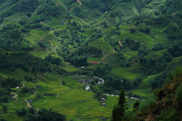 Rice terrace in Sapa, Vietnam