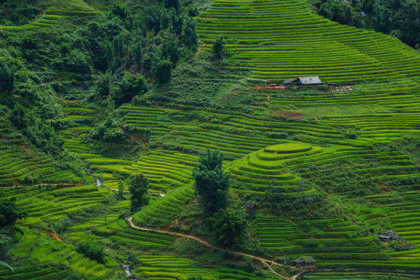 istock Rice terrace in Sapa, Vietnam 914784510
