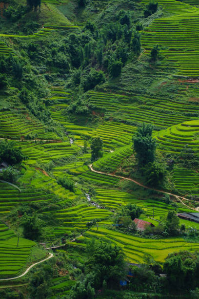 istock Rice terrace in Sapa, Vietnam 914784520
