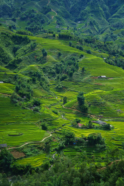 istock Rice terrace in Sapa, Vietnam 914784528