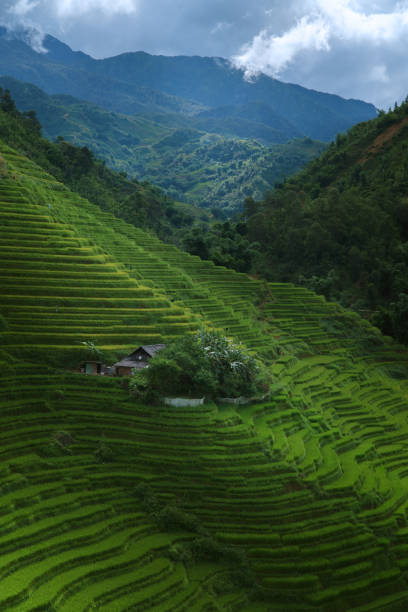 istock Rice terrace in Sapa, Vietnam 914784550