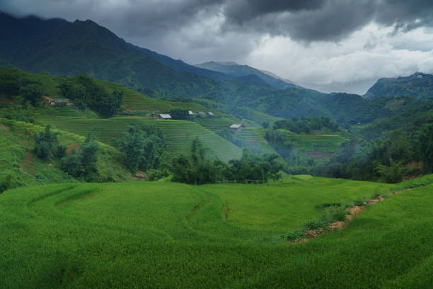 istock Rice terrace in Sapa, Vietnam 914784560