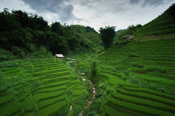istock Rice terrace in Sapa, Vietnam 914784592