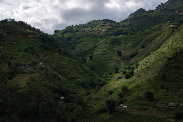 istock Rice terrace in Sapa, Vietnam 914784612