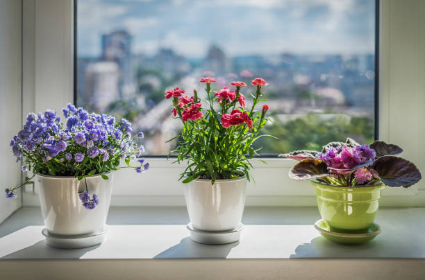 House plants on window. Carnation, blue flower and kala.