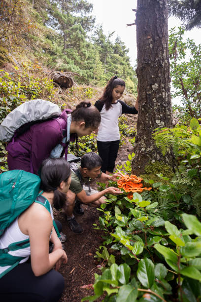 Hiking Family Examining Edible Mushroom - Chicken of the Woods CreativeContentBrief 686998871 Happiness in Nature




 fungus network stock pictures, royalty-free photos & images