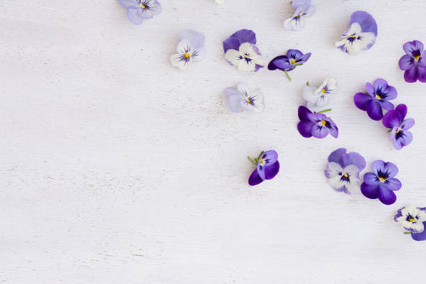 istock Fresh purple violets on the white wooden background. Retro style. Text space 914787372