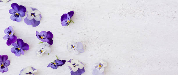 istock Fresh purple violets on the white wooden background. Retro style. Text space 914787524