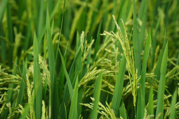 P Rice 1,900+ Rice On The Leave Stock Photos, Pictures & Royalty-Free Images ...