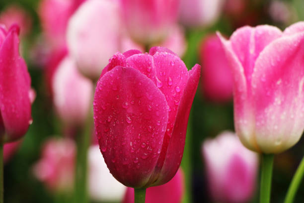 istock Pink blooming tulips in the city park 914791948