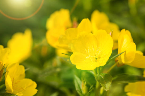 Beautiful Yellow flowers Oenothera biennis, Evening primrose wild, in a garden