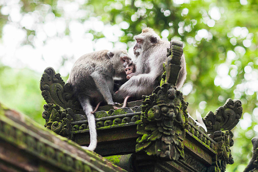 Monkey Forest Asia