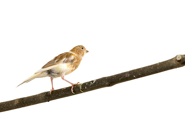 istock Beautiful canary bird on branch 91479496
