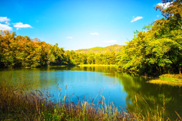 istock Tropical forest with small lake scene nature background 914797030