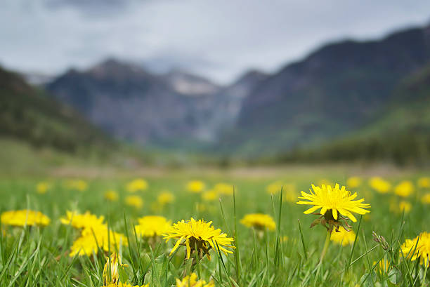 Its yellow flowers form large clusters, visible from spring to summer in the rich meadows for beekeeping.
