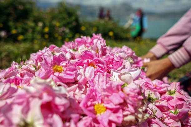Hand Holding Pink Rose Petals
