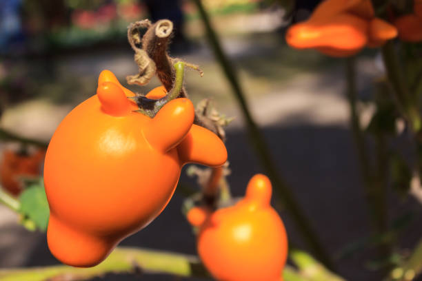 istock Nipple fruit ,Solanum mammosum,Titty fruit or Fox face. 914801398