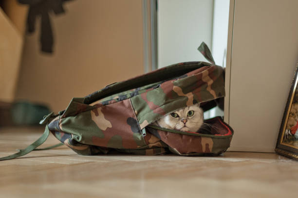 Gray British Shorthair cat is sitting in the backpack.