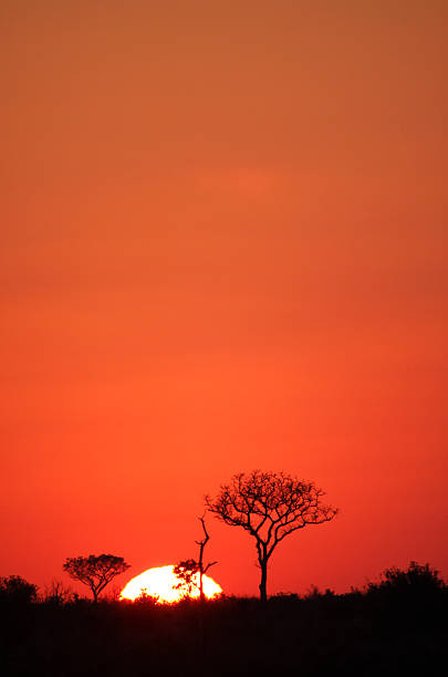 썬라이즈 크루거 공원, 남아프리카 - kruger national park sunrise south africa africa 뉴스 사진 이미지