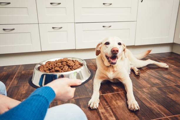 istock Feeding of hungry dog 914802586