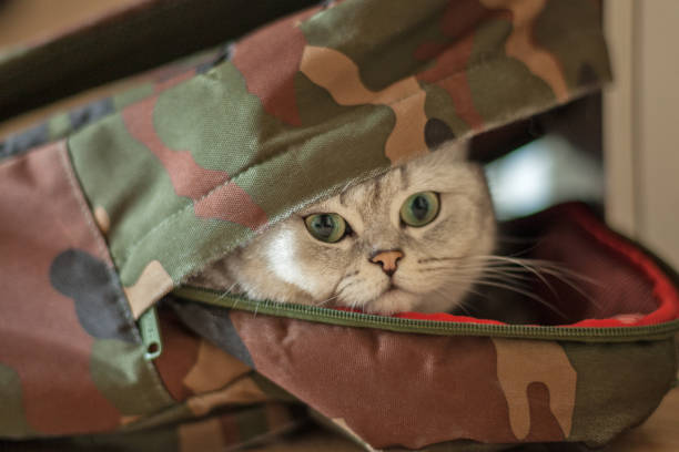 istock Gray British Shorthair cat. 914802626