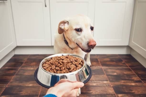 istock Feeding of hungry dog 914802710