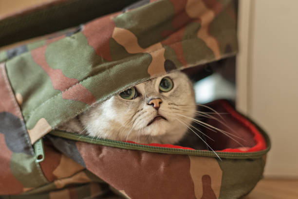 istock Gray British Shorthair cat. 914802938