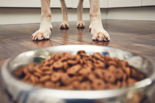 istock Feeding of hungry dog 914803234