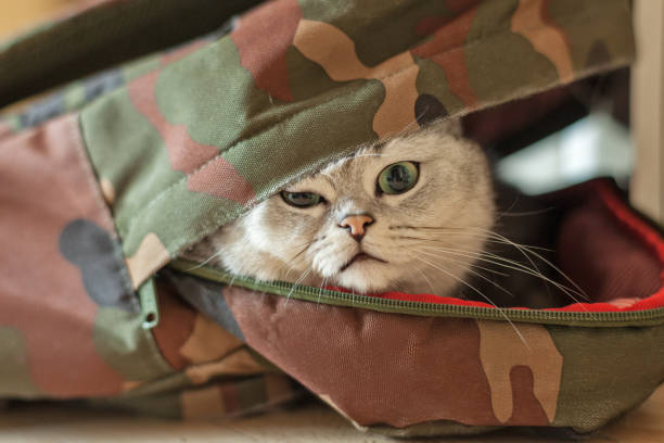 istock Gray British Shorthair cat. 914803238