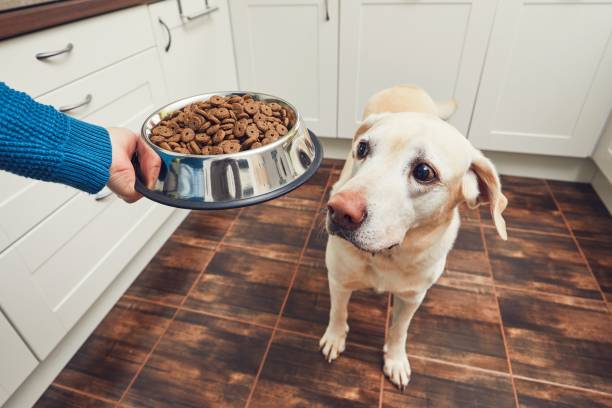 istock Feeding of hungry dog 914803240