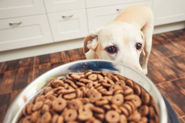 istock Feeding of hungry dog 914803260