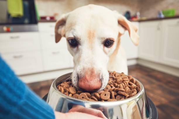 istock Feeding of hungry dog 914803422