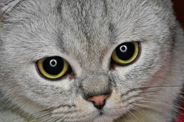 istock Close-Up of Gray British Shorthair. 914806444