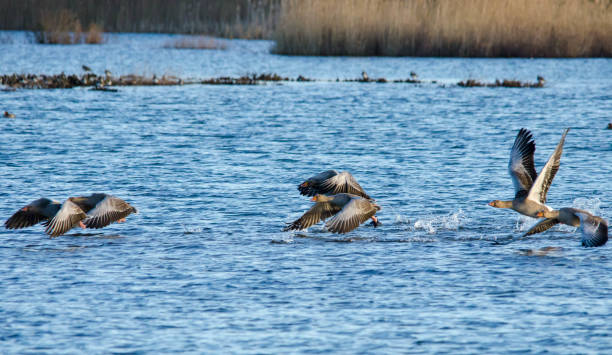 istock Greylag geese walking on water 914806714