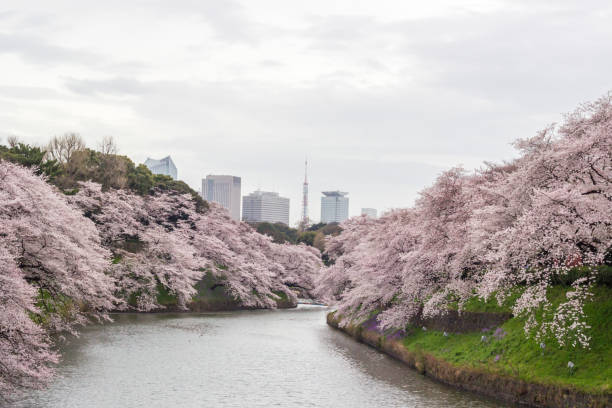 istock Fully-bloomed cherry blossoms Tokyo,Japan in spring. 914810150