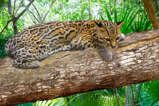 Photo of Ocelote Leopardus pardalis Ocelot cat