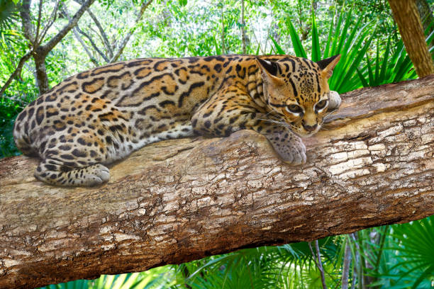 gato de ocelot ocelote leopardus pardalis - jaguatirica - fotografias e filmes do acervo