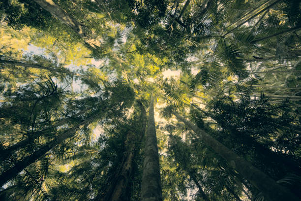 istock Trees in Mapleton Falls National Park rainforest, Glass House Mountains. 914810460