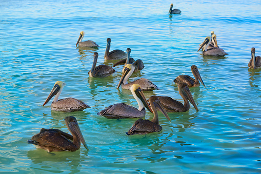 Pelican birds swimming in Caribbean beach of Mexico