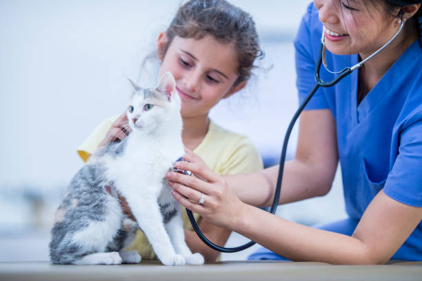 gato para un chequeo - vet domestic cat veterinary medicine stethoscope fotografías e imágenes de stock