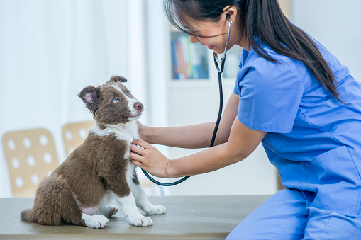 An Asian female veterinarian is indoors in a medical room. She is checking the heart rate of a cute puppy, using a stethoscope.
