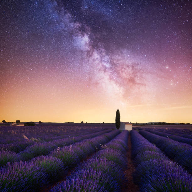istock Milky Way over lavender field in Provence (France) 914810734